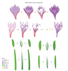 Build-A-Flower Set Build-A-Flower: Crocus Layering Stamp & Die Set