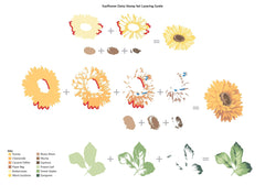 Stamp & Die & Stencil Bundle Sunflower Daisy