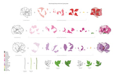 Stencil Oriental Poppy Simple Coloring Stencil Set (4 in 1)
